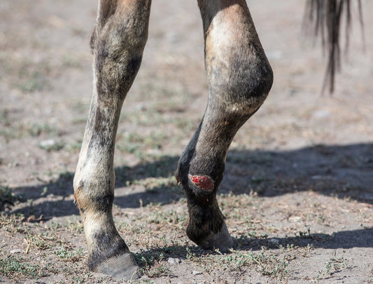 3 solutions to stall kicking affecting horses